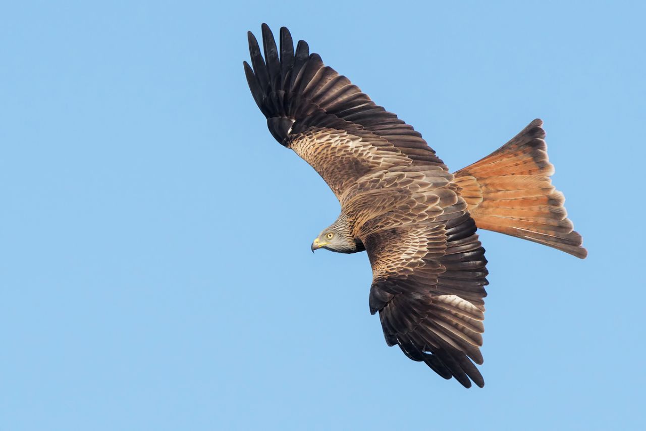 Nibbio reale (Milvus milvus)